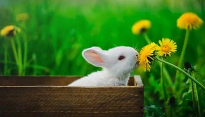 广州对比佛山,哪座城市更懂得品茶?